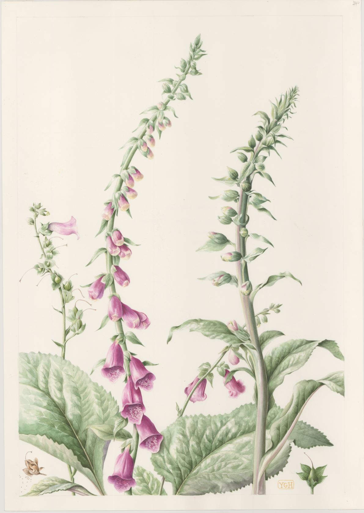 Digitalis purpurea - common foxglove