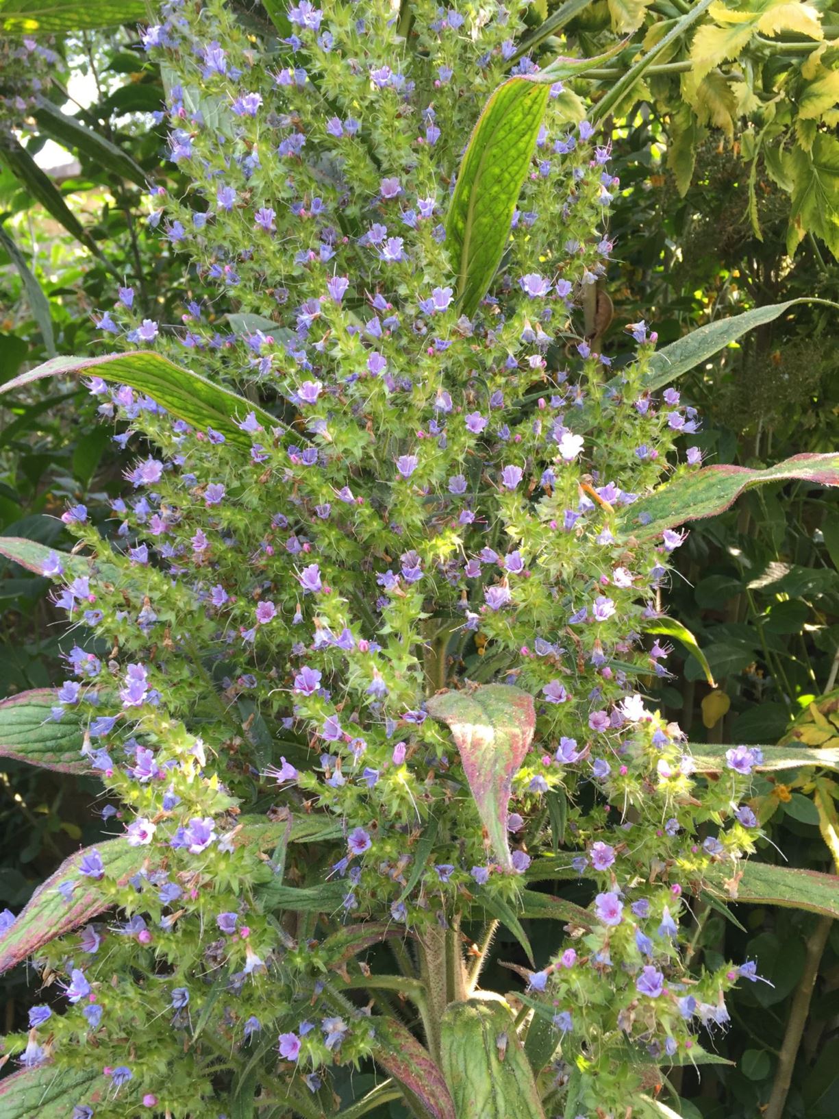 Echium pininana