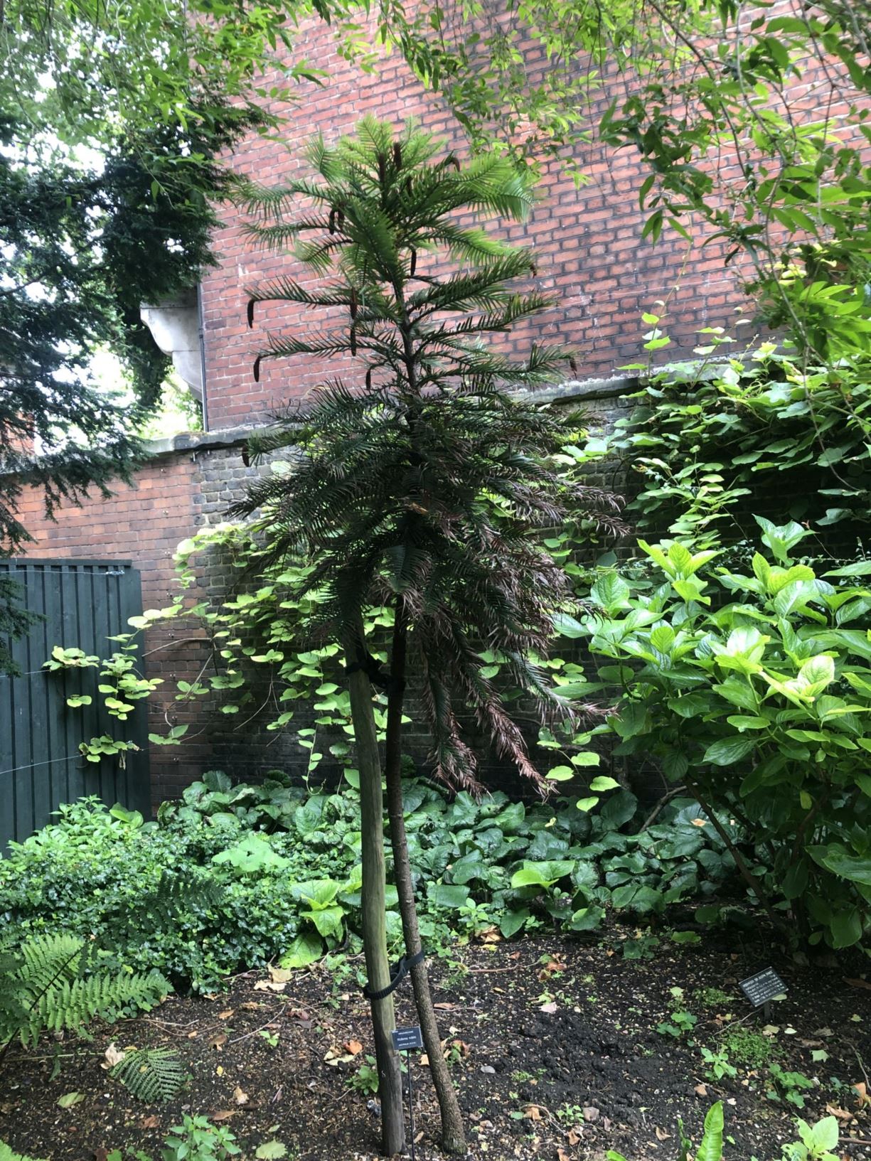 Wollemia nobilis - Wollemi Pine